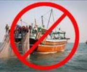 ممنوعیت صید ماهی شوریده