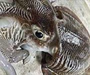 ممنوعیت صید ماهی مرکب
