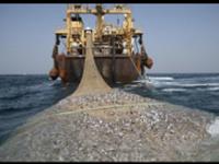 صید میگو، چالش ویرانگر توازن زیستی آبزیان خلیج فارس