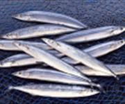 ممنوعیت صید ساردین ماهیان کنگان