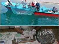 گشت دوم بررسی وضعیت صید و ذخیره ساردین ماهیان  آبهای استان بوشهر