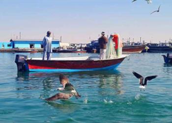 گزارش نهایی پروژه: بررسی ترکیب صید ضمنی قایقهای میگو گیر در منطقه لاور ساحلی مرکز. تحقیقات شیلاتی خلیج فارس 1376.