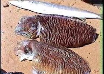 گزارش نهائی پروژه: برزسی امکان صید ماهی مرکب باقلاب (جگینگ) مرکز تحقیقات شیلانی – خلیج فارس. 1378.