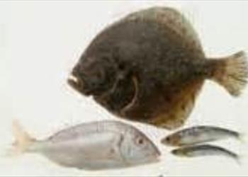 گزارش نهایی پروژه: بررسی و تعیین میزان پروتئین، چربی، رطوبت و خاکستر در انواع ماهیان خلیج فارس و دریای عمان (مرکز تحقیقات و توسعه ماهیگیری خلیج فارس)