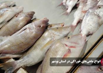  گزارش نهایی پروژه: بررسی برخی از خصوصیات زیستی هشت گونه ماهیان خلیج فارس. مرکز تحقیقات شیلاتی خلیج فارس. 1369.